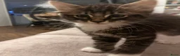 Mixed Breed cats for sale: Mixed ragdoll kittens  - Advert 4