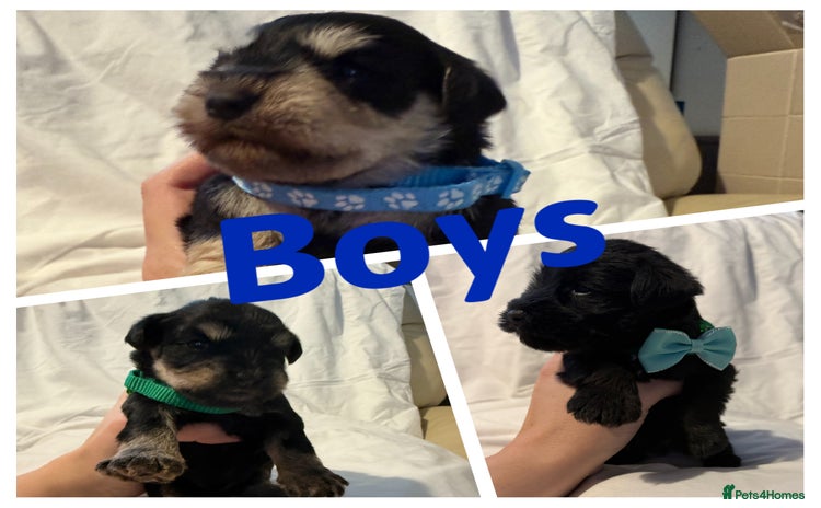 Miniature Schnauzer dogs Miniature schnauzer puppies  - Advert 2