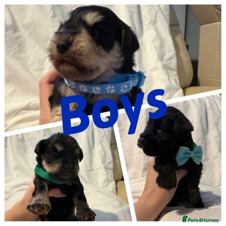 Miniature Schnauzer dogs Miniature schnauzer puppies - Advert 2