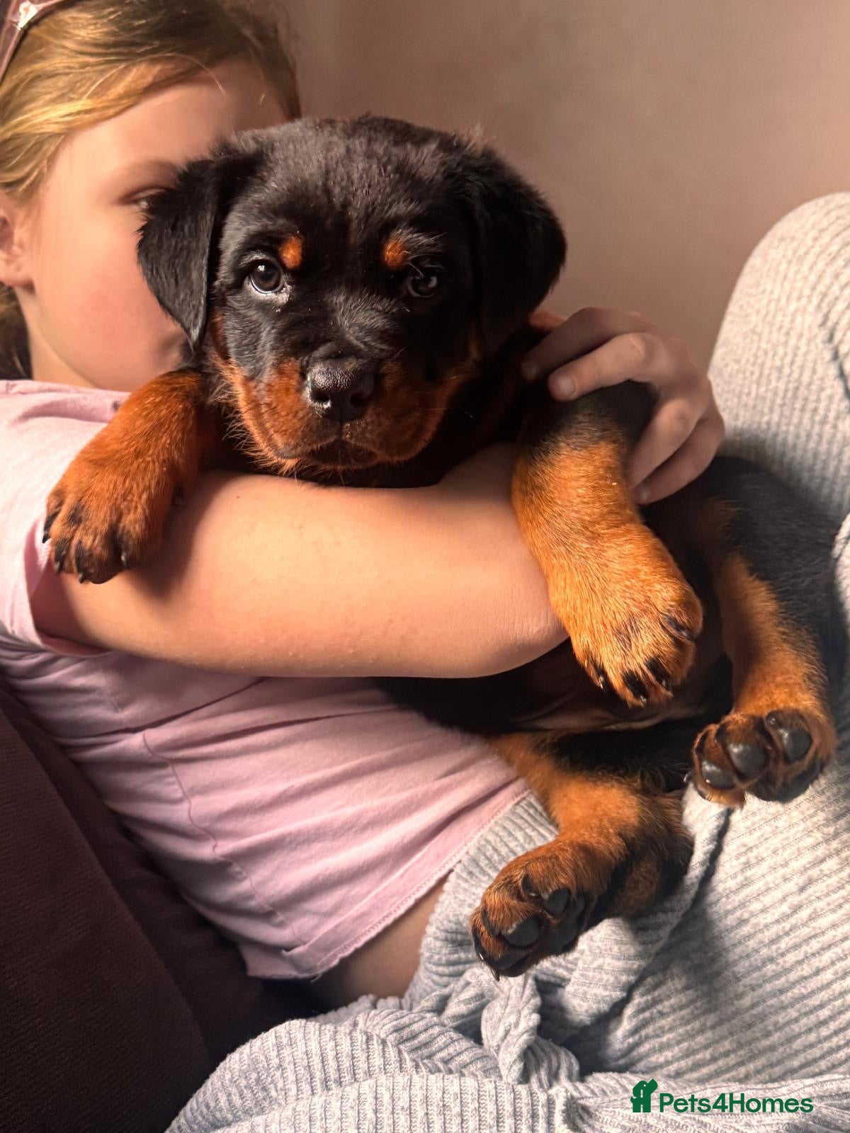 Rottweiler dogs Rottweiler Last Boy available  - Advert 17