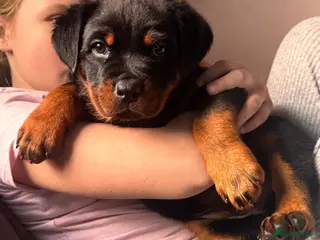 Rottweiler dogs Rottweiler Last Boy available - Advert 17
