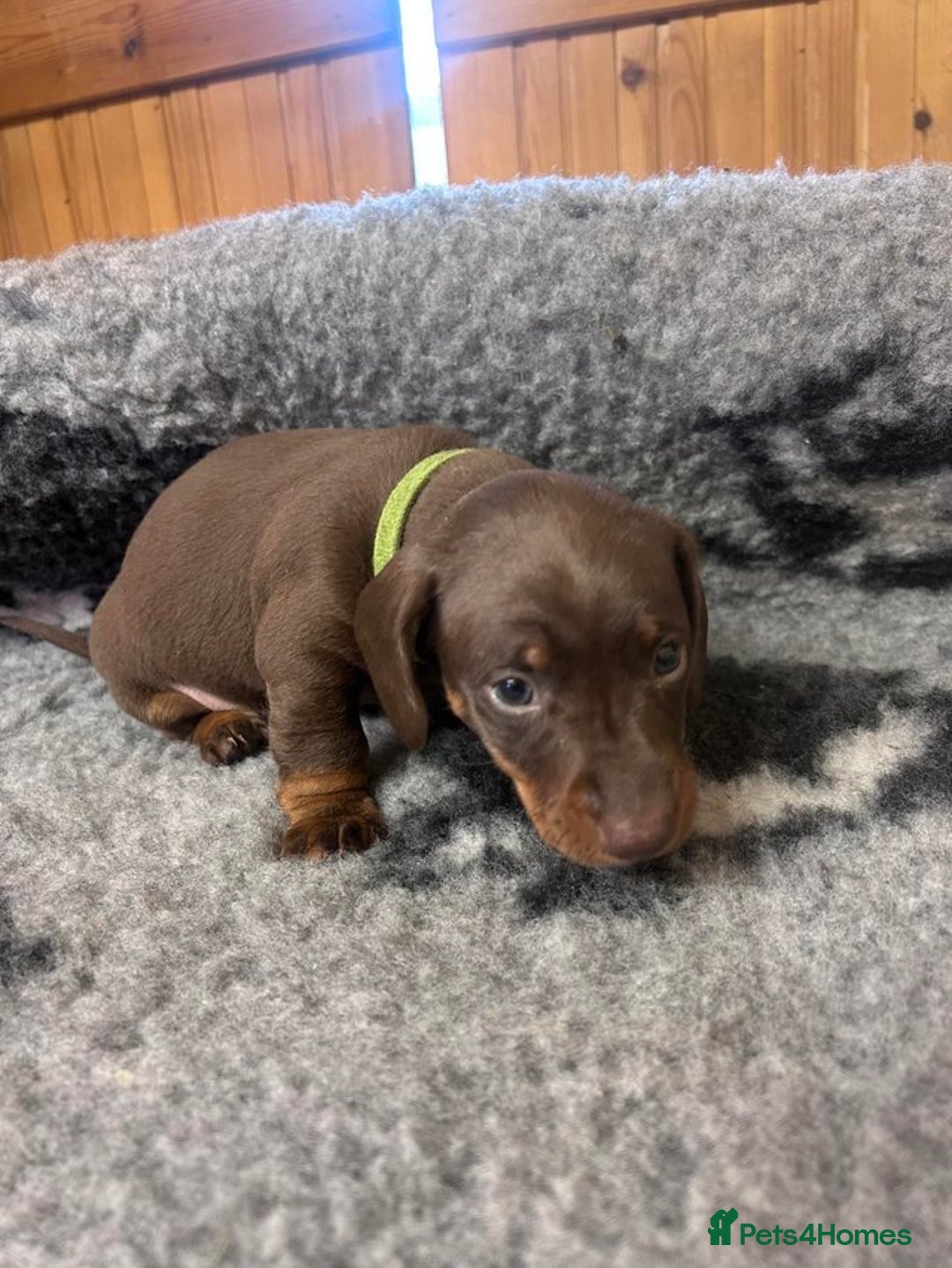 Miniature Dachshund dogs for sale: Chocolate Tan Dapple Healthy Dachshund Puppies - Image 5