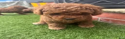 Labradoodle dogs for sale: Red miniature multi gen labradoodles - Advert 8