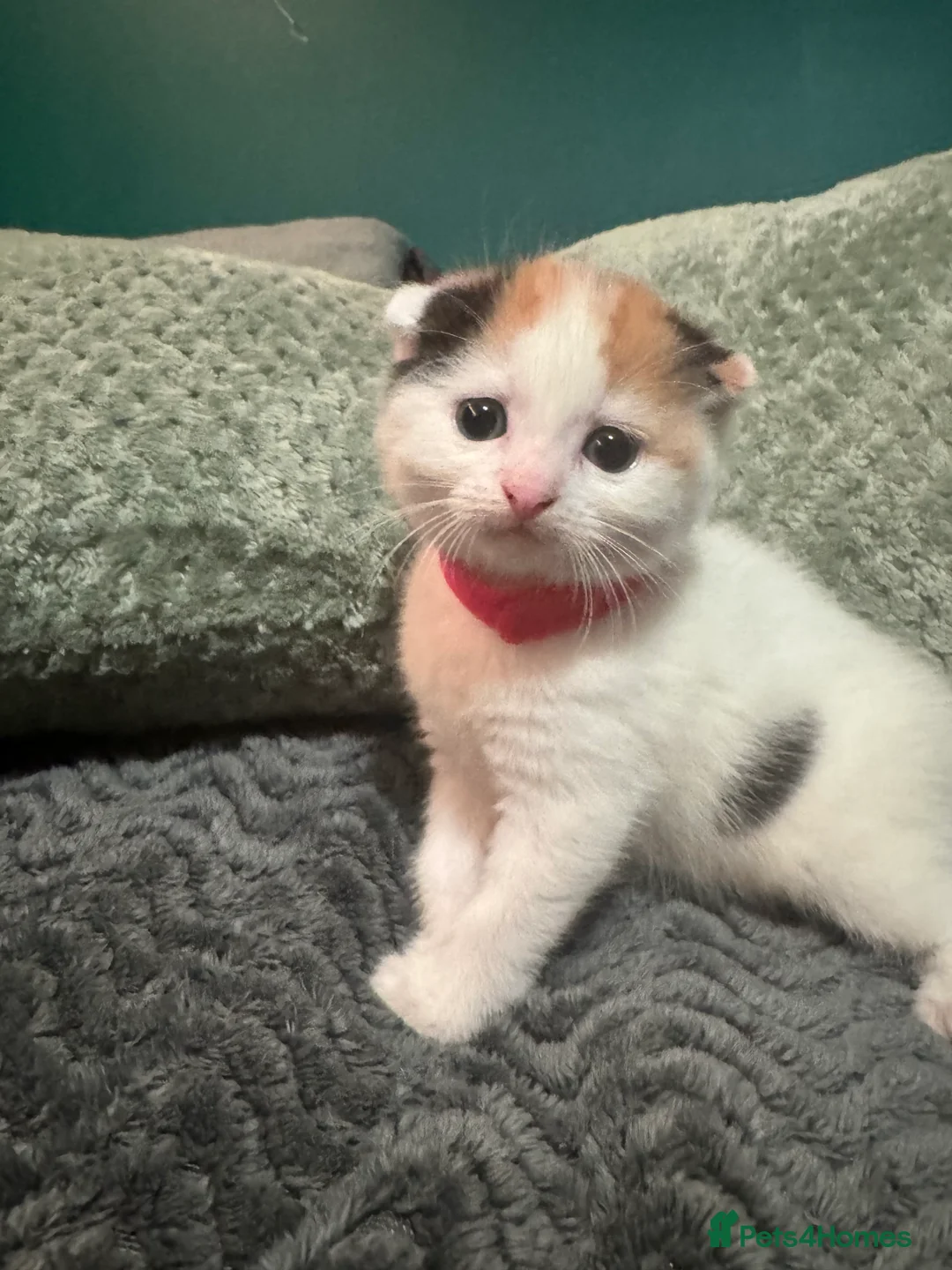 Scottish Fold cats for sale: Scottish fold x domestic kittens  - Advert 6