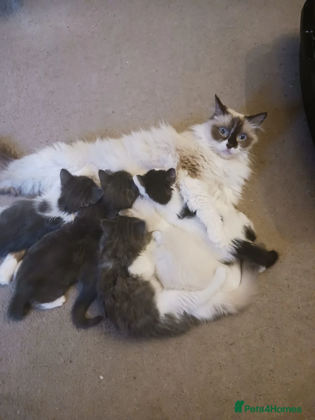 Ragdoll cats for sale: CUTE RARE BLUE COLOUR RAGDOLL KITTENS  - Advert 22