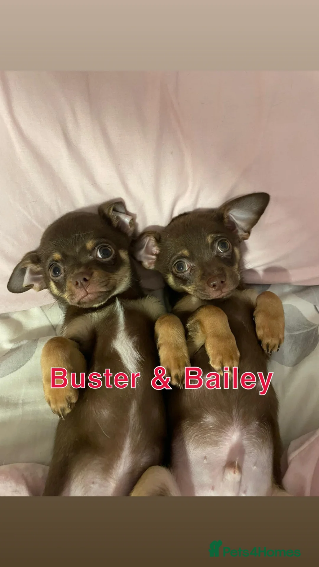 Chihuahua dogs for sale: Chihuahua Puppies  - Advert 2