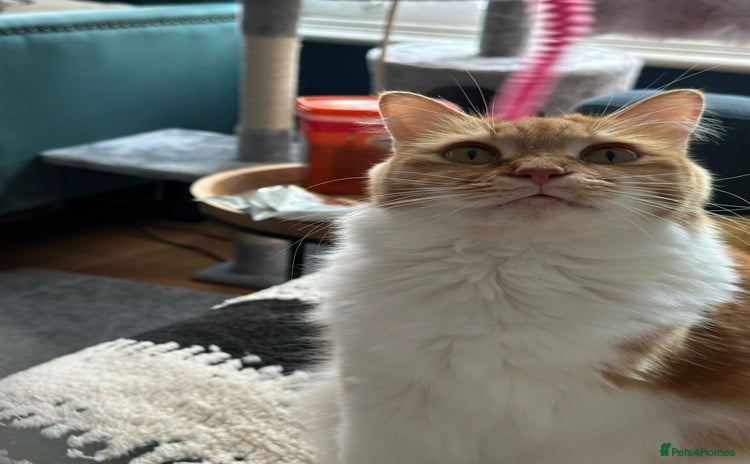 Persian cats - Advert 1