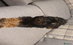 Cockapoo dogs for sale: Cockapoo - Advert 3