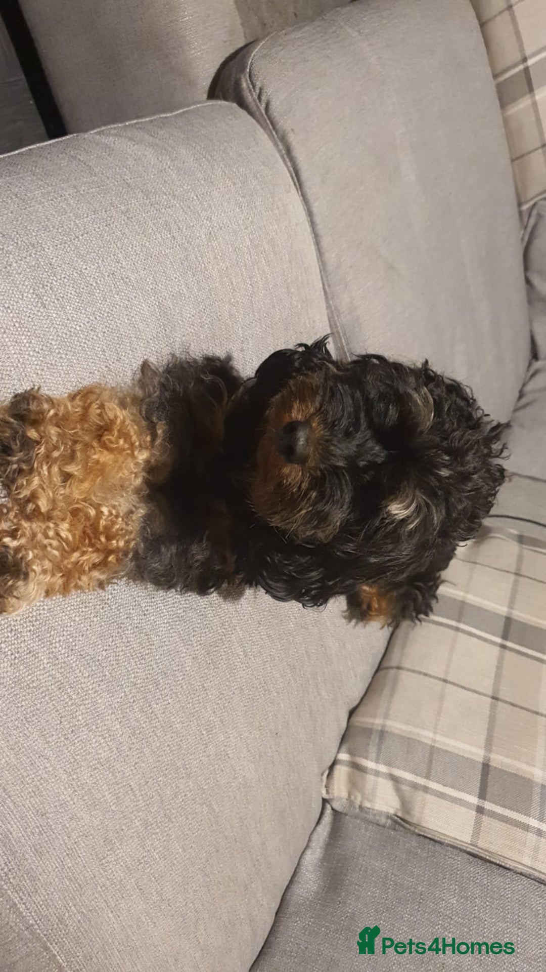 Cockapoo dogs for sale: Cockapoo - Advert 3