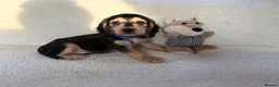 Cocker Spaniel dogs for sale: Show type cocker spaniels in Ipswich - Advert 11