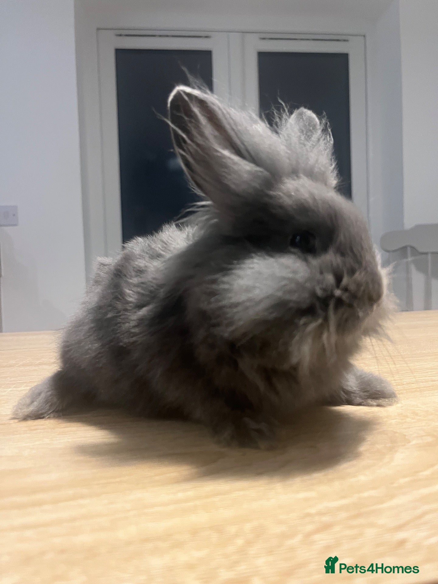 Mini Lion Lop rabbits Ready to go lionhead lops now reduced - Advert 11