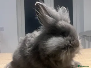 Mini Lion Lop rabbits Ready to go lionhead lops now reduced - Advert 1