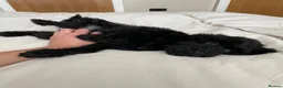 Cockapoo dogs for sale: Health tested, fully vaccinated, F1 Toy cockapoos - Advert 5