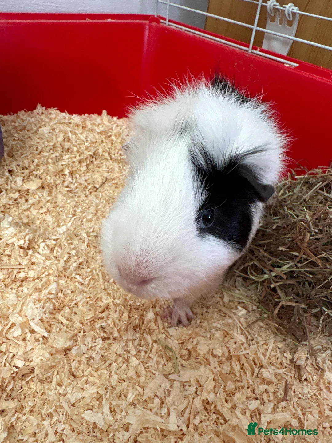 Mixed Breed rabbits for sale: Guinie pig  - Advert 2