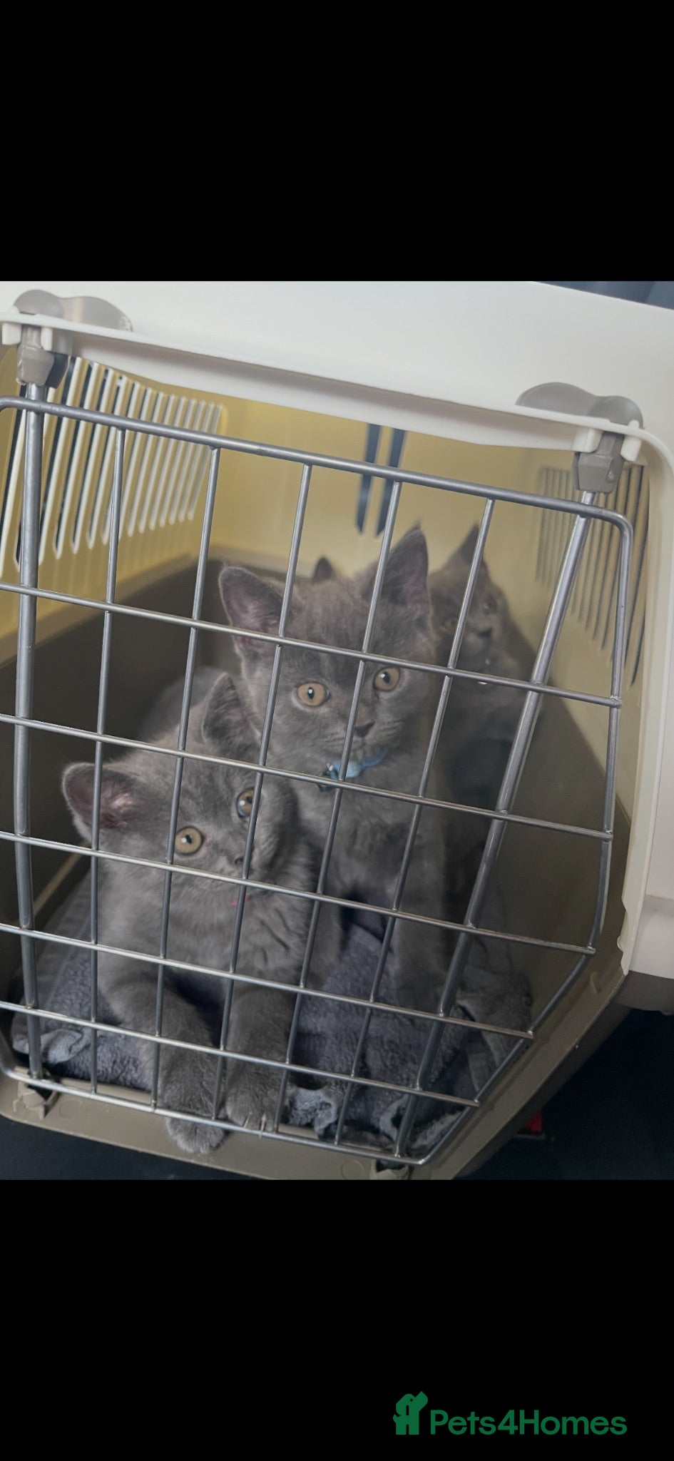 British Shorthair cats 4 British Blue Shorthaired male kittens for sale  - Advert 5