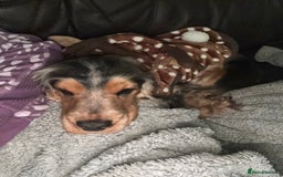 Cocker Spaniel dogs for sale: **waiting list now open** Quality show spaniels  - Image 5