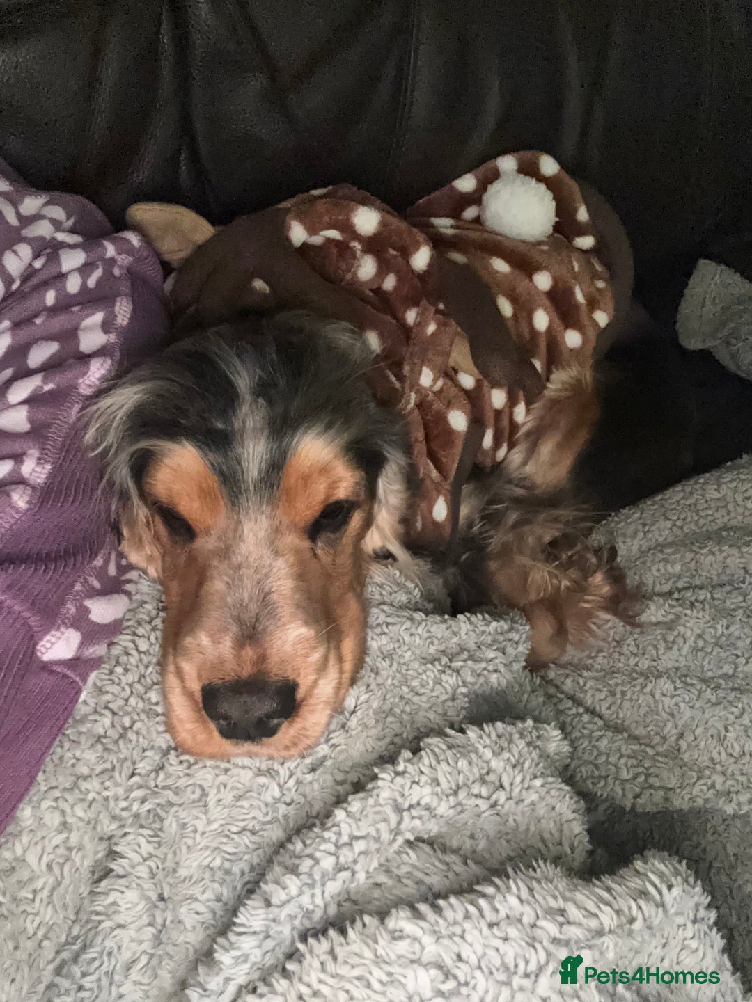 Cocker Spaniel dogs for sale: **waiting list now open** Quality show spaniels  - Image 5