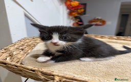 Mixed Breed cats for sale: Beautiful kittens for sale - Image 10
