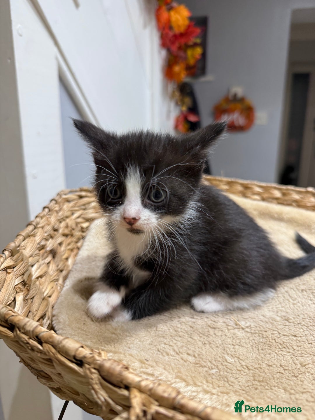 Mixed Breed cats for sale: Beautiful kittens for sale - Image 10