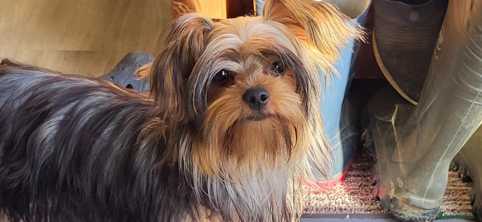 Yorkshire Terrier dogs Stunning Yorkshire Terrier puppies.  - Advert 13