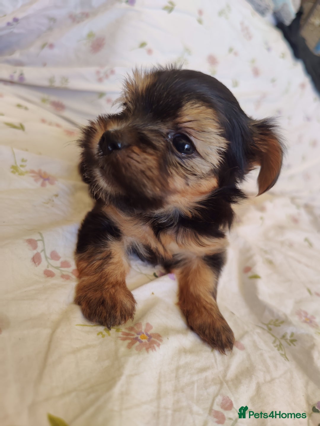 Yorkshire Terrier dogs for sale: Yorkshire terrier puppies  - Image 6