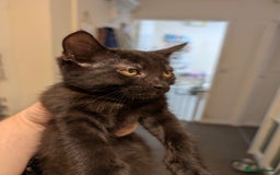 Mixed Breed cats for sale: Last boy remaining needs his forever home  in Hove - Image 5