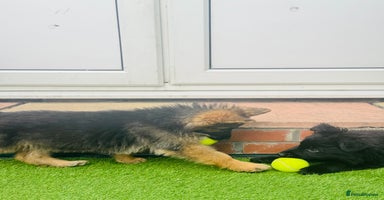 Mixed Breed dogs - Advert 13