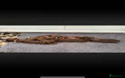 Miniature Dachshund dogs for sale: Beautiful long haired chocolate dachshunds  - Image 1