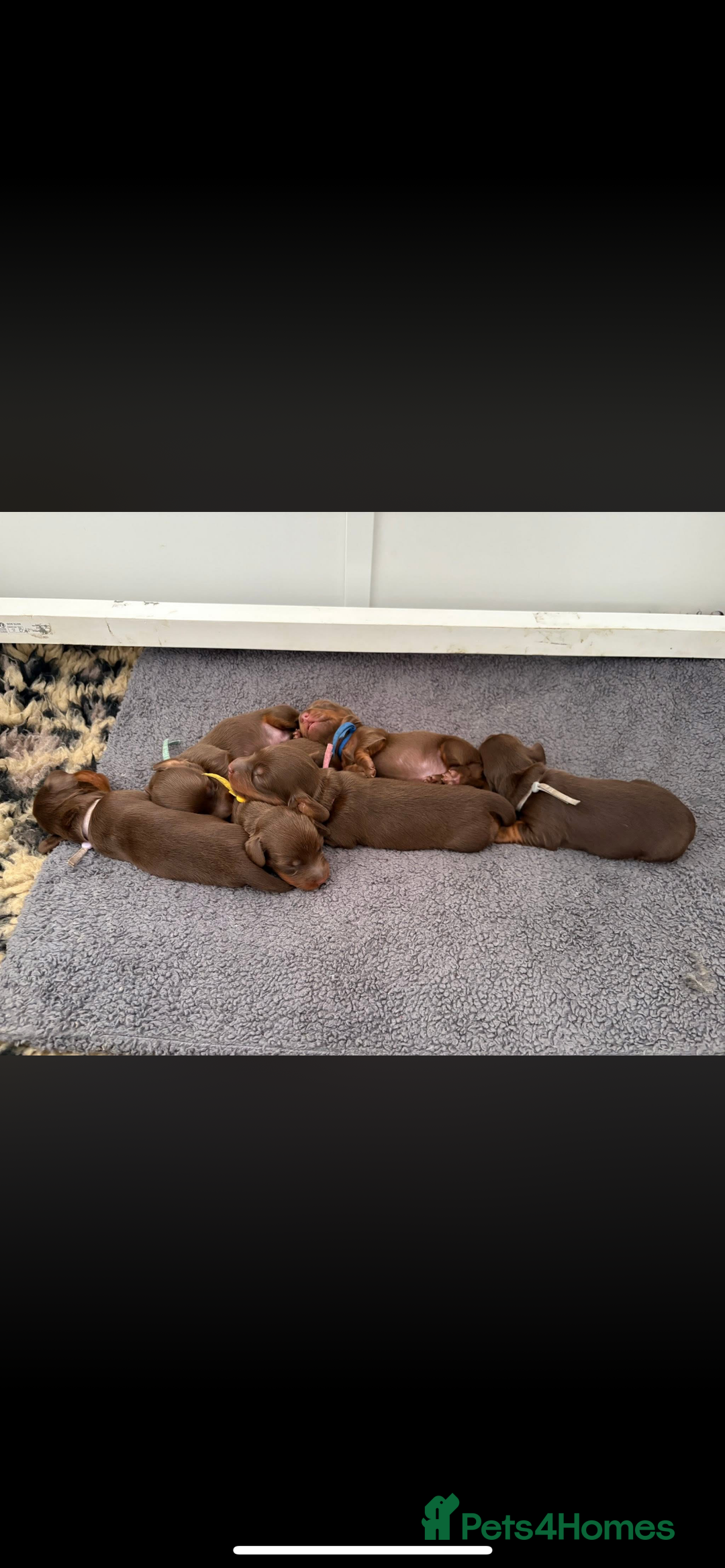 Miniature Dachshund dogs for sale: Beautiful long haired chocolate dachshunds  - Image 1