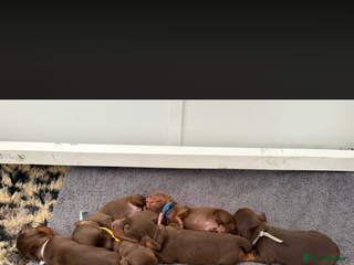 Miniature Dachshund dogs - Advert 2