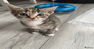 Mixed Breed cats - Advert 7
