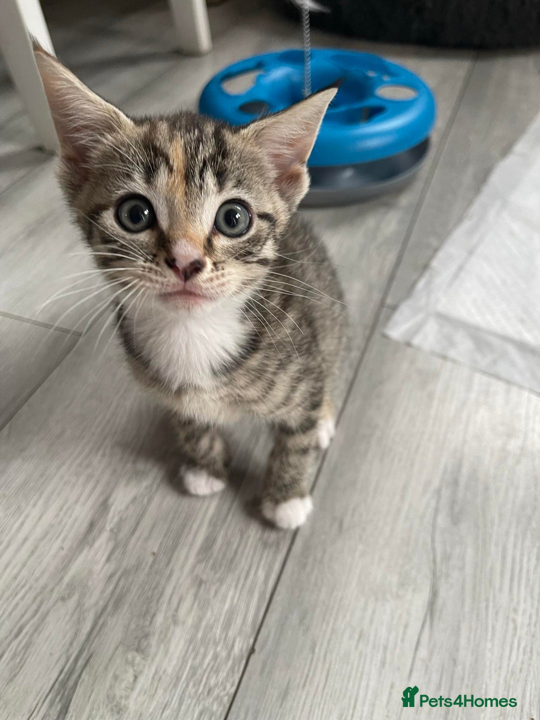Mixed Breed cats for sale: Adorable Female Kitten for Sale! 🐾 - Image 3