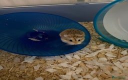 Hamster rodents for sale: Male robo hamster  - Image 2