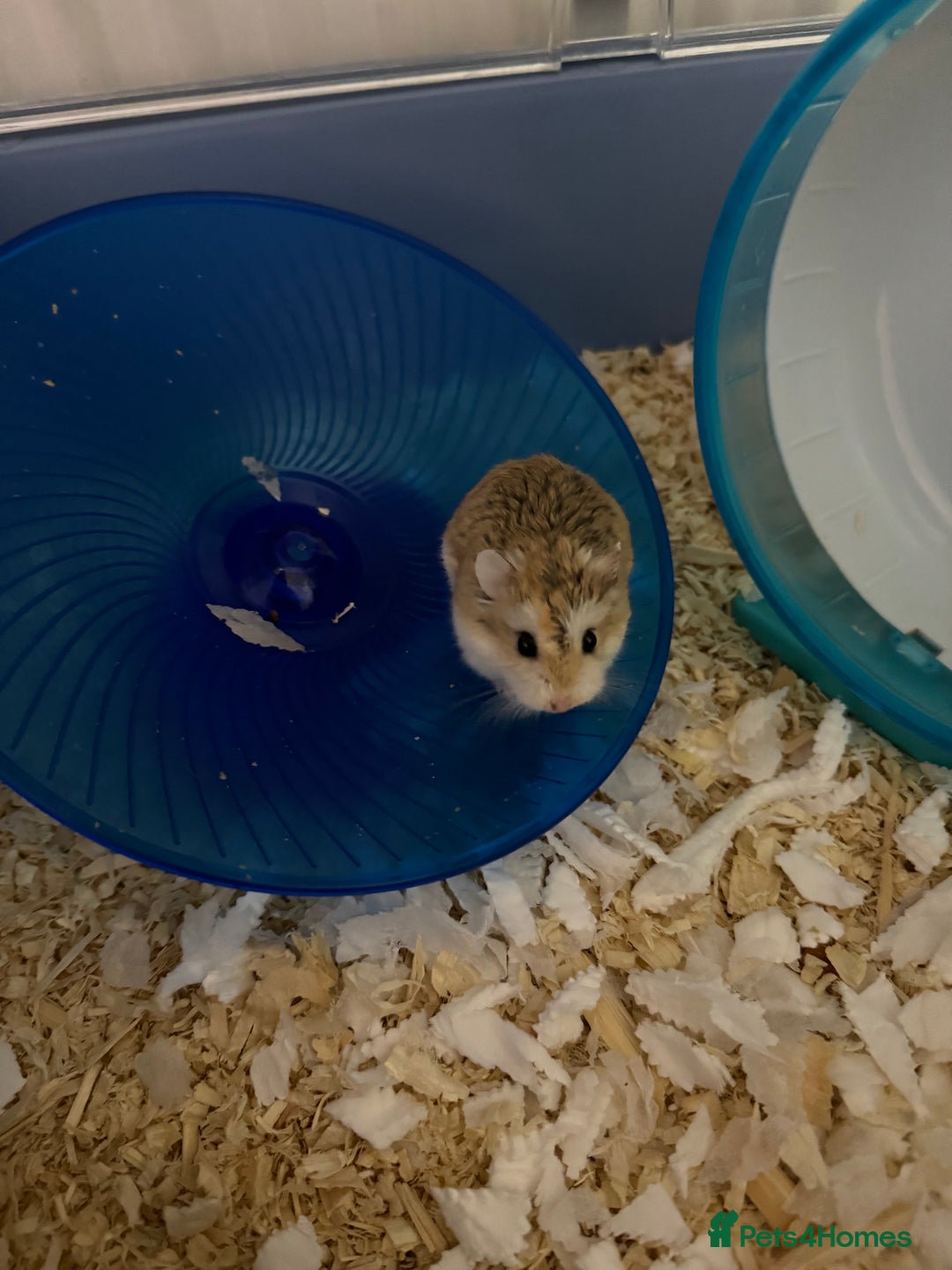 Hamster rodents for sale: Male robo hamster  - Image 2