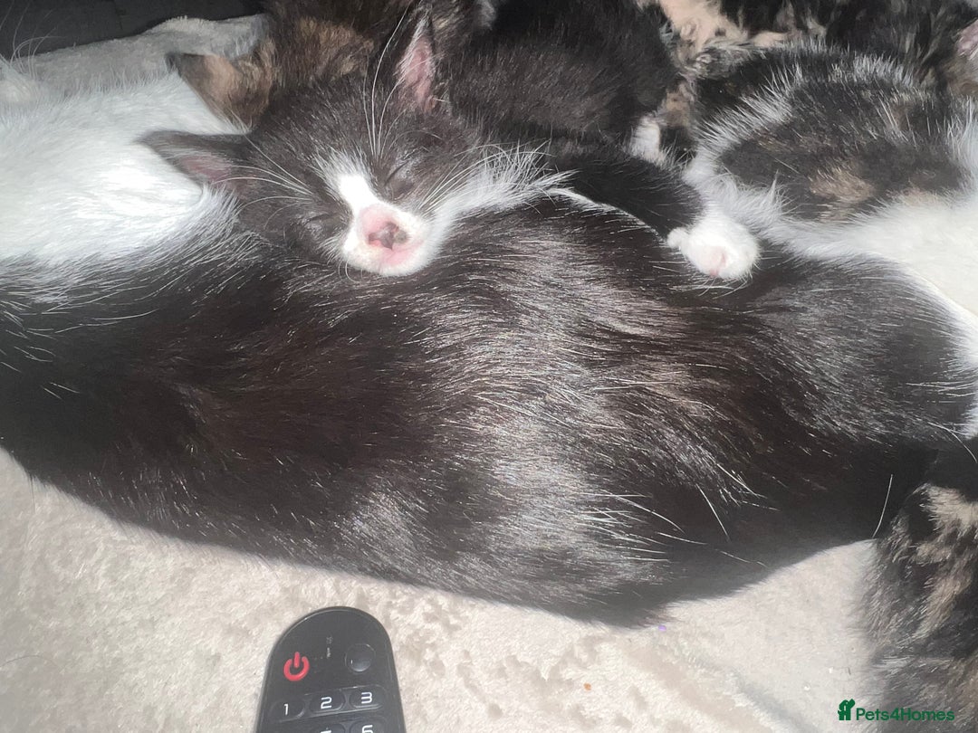 Domestic Shorthair cats for sale: 5 beautiful kittens for sale  - Image 3