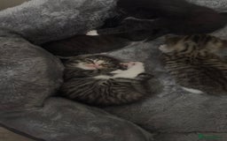 Domestic Shorthair cats for sale: 5 Tabby & Tuxedo kittens for sale - Image 28