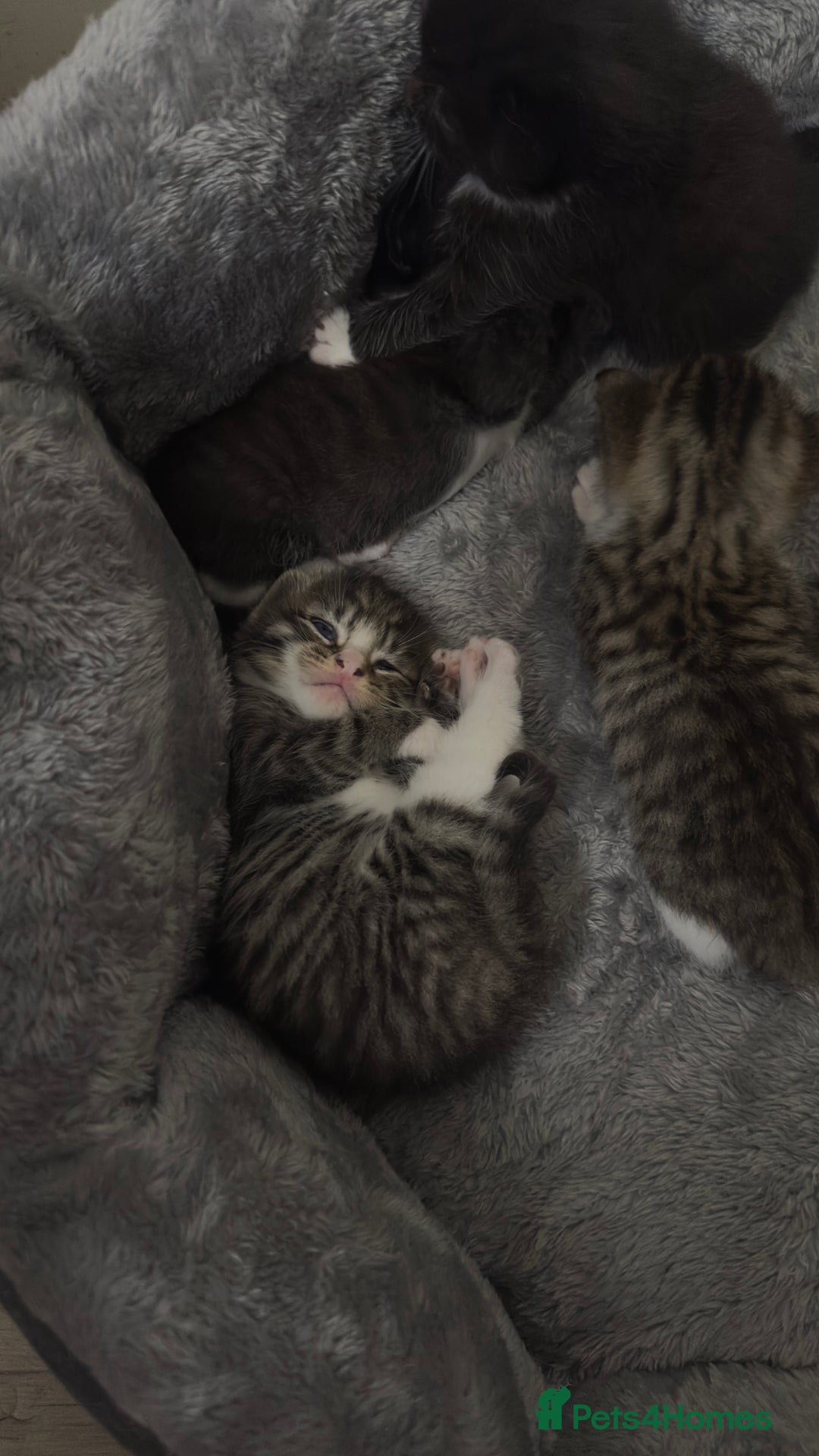 Domestic Shorthair cats for sale: 5 Tabby & Tuxedo kittens for sale - Image 28