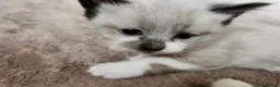 Mixed Breed cats for sale: 3 beautiful mixed breed kittens  - Advert 9