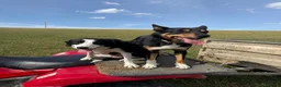 Mixed Breed dogs for sale: Beautiful kelpie x border collie pups for sale - Advert 4