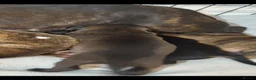 Staffordshire Bull Terrier dogs for sale: Beautiful Staffordshire bull terrier pups ❤️🐶 - Advert 7