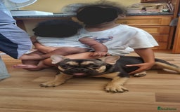 French Bulldog dogs for sale: Female Frenchie - Image 3
