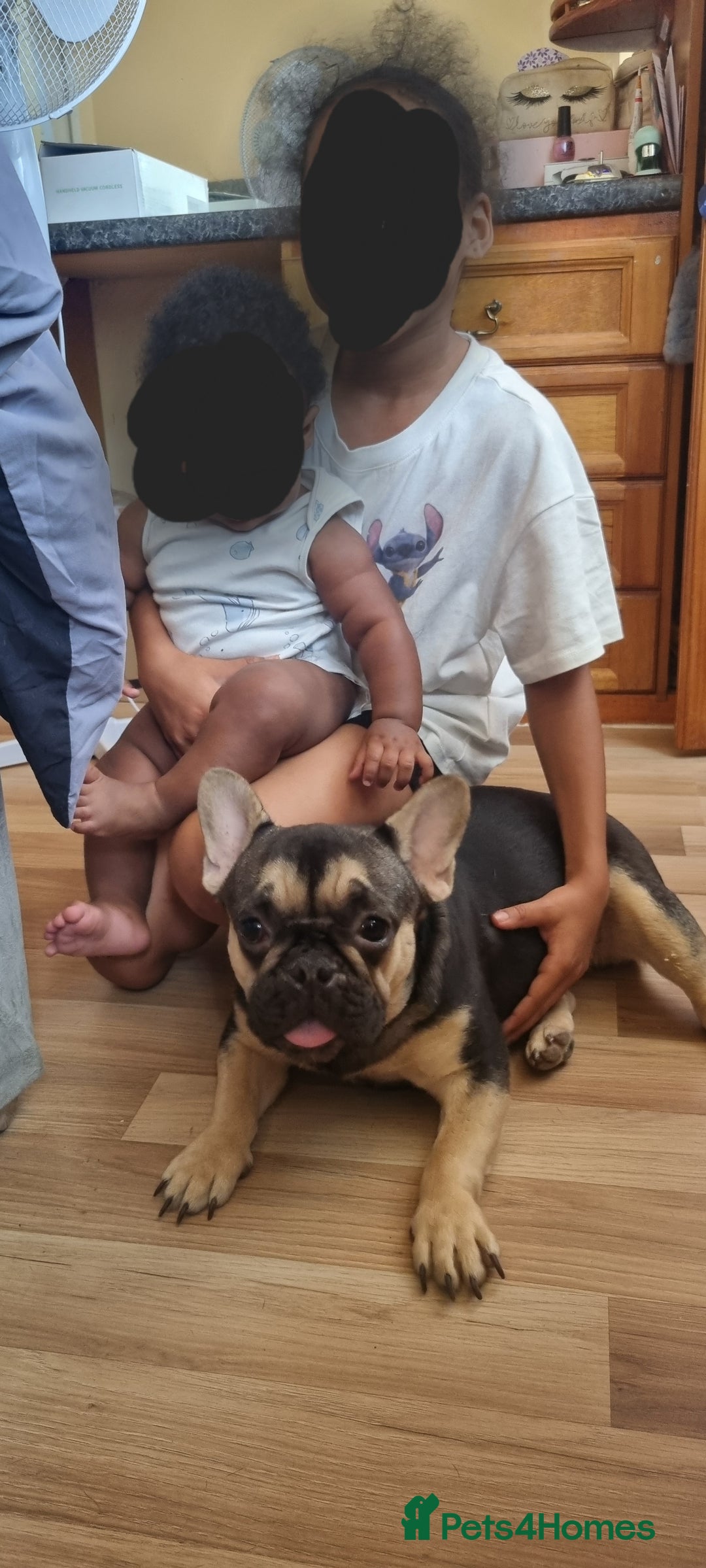French Bulldog dogs for sale: Female Frenchie - Image 3
