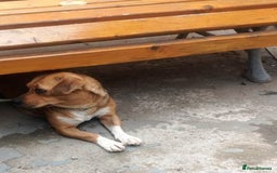Mixed Breed dogs for adoption: LUCY, a Superb little Girl, for a Loving Home - Image 13