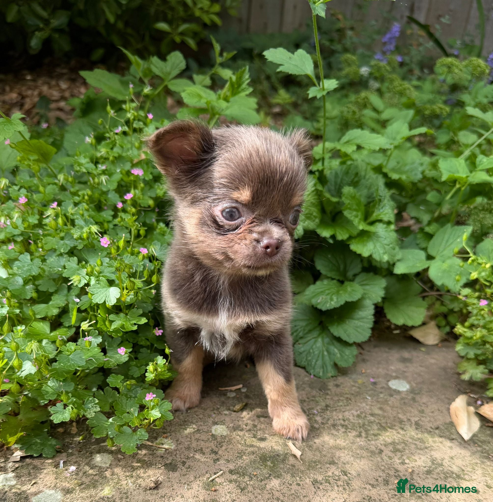 Chihuahua dogs Gorgeous KC reg, lilac long coat girl  - Advert 18