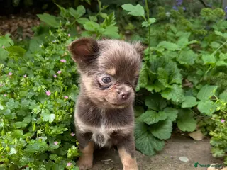 Chihuahua dogs Gorgeous KC reg, lilac long coat girl - Advert 2