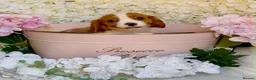 Cavalier King Charles Spaniel dogs for sale: Health tested parents vet checked/vaccinated - Advert 4