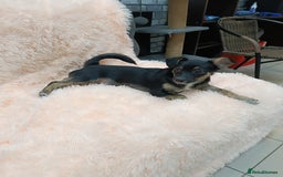 Mixed Breed dogs for adoption: 💙🐶 MARIUSZ 🐶💙 - Image 7