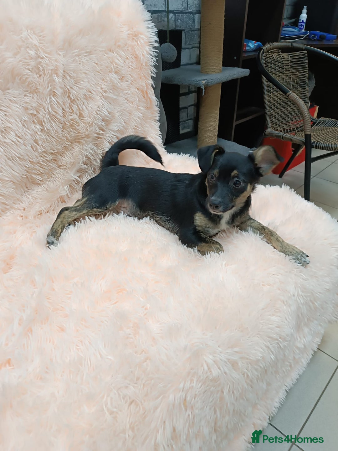 Mixed Breed dogs for adoption: 💙🐶 MARIUSZ 🐶💙 - Image 7