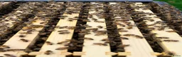 Mixed Breed invertebrates for sale: 6 Frame Overwintered National Nucleus of Bees 2027 - Advert 5