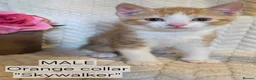 Mixed Breed cats for sale: Beautiful 1/4 maine coon kittens. - Advert 4